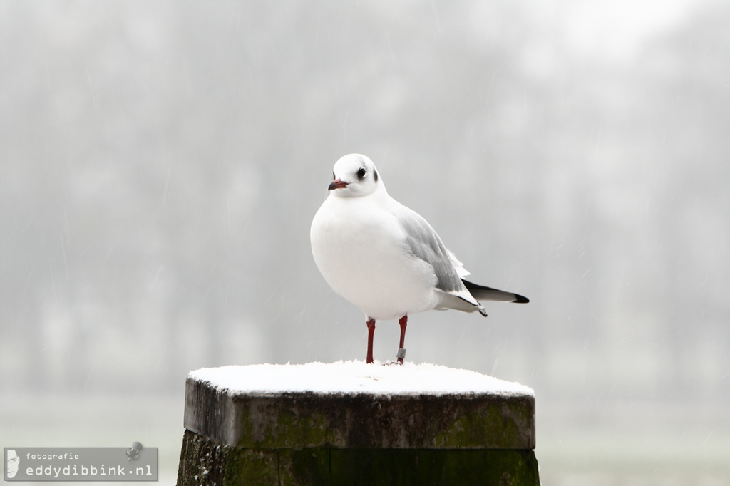 2010-11-29 Sneeuw, Deventer 001